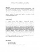 Estudio de suelos EXPERIMENTO EL SUELO Y LAS PLANTAS