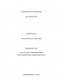 Las cucarachas han resultado ser un extraordinario insecto, es una prueba viviente de la maravilla de la evolución y la adaptación de los animales a los cambios