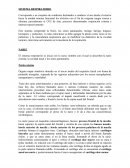 El Sistema respiratorio.
