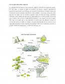 CICLO DE VIDA DEL LIQUEN