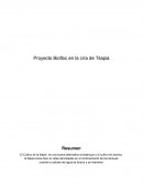 Proyecto Biofloc en la cría de Tilapia