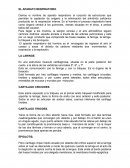 TEMA DE HOY - EL APARATO RESPIRATORIO