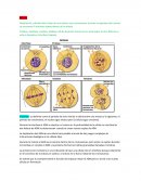 Mitosis Duplicación y división del núcleo de una célula y sus cromosomas
