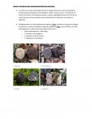TRUFA Y TRUFICULTURA. MICOLOGÍA FORESTAL APLICADA