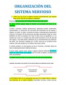ORGANIZACIÓN DEL SISTEMA NERVIOSO ¿Para que nos sirve el sistema nervioso funcionalmente, qué relación tiene con el resto de los órganos y sistemas?