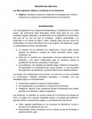 Los Microrganismo, Mohos y Levaduras en los Alimentos