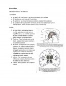 Diencéfalo Ubicada en torno al III ventrículo