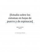 Estudio de los estomas en hojas de puerro y espinacas