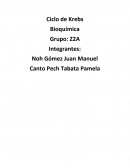 Ciclo de Krebs Bioquímica