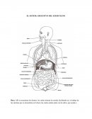 El sistema digestivo del ser humano