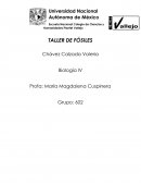 TALLER DE FÓSILES