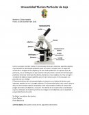 Objetivo: Lente situada cerca de la preparación. Amplía la imagen de ésta. Sus aumentos de menor a mayor son 4x, 10x, 40x, 100x. Si se utiliza el aumento 100x es necesario agregar a la preparación aceite de inmersión, cuya función es evitar la dispe