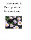 Para poder conocer a mayor profundidad las características de esta familia observaremos y analizaremos cada una de las partes de la planta y respecto a eso las describiremos.