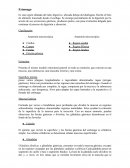 Presenta el mismo modelo estructural general en toda su extensión, que consiste en una mucosa, una submucosa, una muscular externa y una serosa.