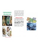 La función mas importante de los hongos para la vida en si, es que al contar con sistema digestivo externo los hongos sueltan enzimas y luego se alimentan de las moléculas digeridas por estas enzimas convirtiéndolos en los principales agentes de recicl