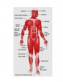 Sistema muscular - Ensayo