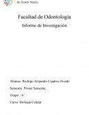 Informe de Investigación Microscopía ¿Qué es?