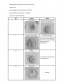 Histologia Equina, Cerdos