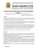 La caracterización morfológica de frutas y hortalizas