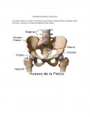 Cuerpo humano HUESOS ILIACOS O COXALES