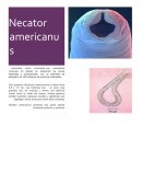 Necator americanus conocidos como uncinarias, son nematodos comunes en países en desarrollo de zonas tropicales y subtropicales, con un estimado de alrededor de 700 millones de personas infectadas.