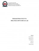 Trabajo practico n°5: Organización subcelular