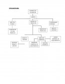 Asamblea de accionistas: Es el máximo órgano social de la organización, este cuenta con plenas facultades para dirigir y decidir sobre los temas de importancia de la organización.
