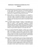 RESPIRACION Y TRANSPORTE DE OXIGENO EN EL FETO Y NEONATO