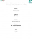 Practica Reproducción asexual