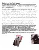 Visita al museo de historia natural