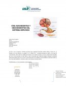 VVÍAS ASCENDENTES Y DESCENDENTES DEL SISTEMA NERVIOSO