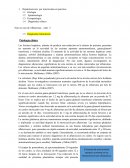 Hepatoxicosis por micotoxinas en cerdos