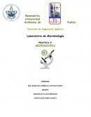 PRACTICA Laboratorio de Microbiología