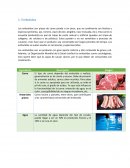 Proceso Productivo de los Embutidos