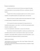 El registro fósil nos indica que este grupo ha seguido varias vías evolutivas, y que en el Carbonífero, los licopodófitos figuraban entre las plantas mayores y más numerosas.