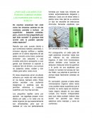 ¿Por qué los insectos pueden caminar sobre las paredes sin caer al suelo?