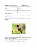 Tipo de respiración aeróbica; un colibrí en reposo puede respirar hasta más de 200 veces por minuto, El ave requiere dos respiraciones completas para que el aire entre a su cuerpo y salga fuera de él.