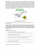 Evaluacion vocales diagnostico