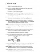 Ciclo de Vida ¿Qué es un ciclo de vida? ¿Para qué me sirve?
