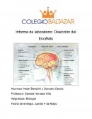 Infome de laboratorio (Disección de encéfalo) Introducción