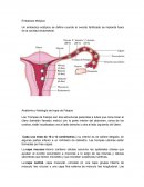 Un embarazo ectópico se define cuando el ovocito fertilizado se implanta fuera de la cavidad endometrial.