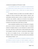 Los manglares en yucatán