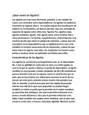 ¿Qué comen las Águilas?