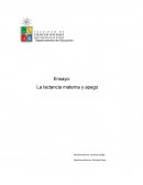 La lactancia materna y apego