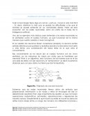 Modelación de redes neuronales
