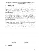 PRACTICA 02: MANEJO DEL MICROSCOPIO ÓPTICO COMPUESTO Y DEL ESTEREOSCOPIO