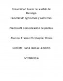 Practica domesticación de plantas.