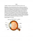 Función: Transformar la energía electromagnética del estímulo visual