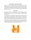 Características y tipos de la sociedad.