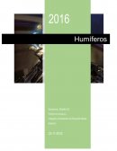 Humíferos, cuento